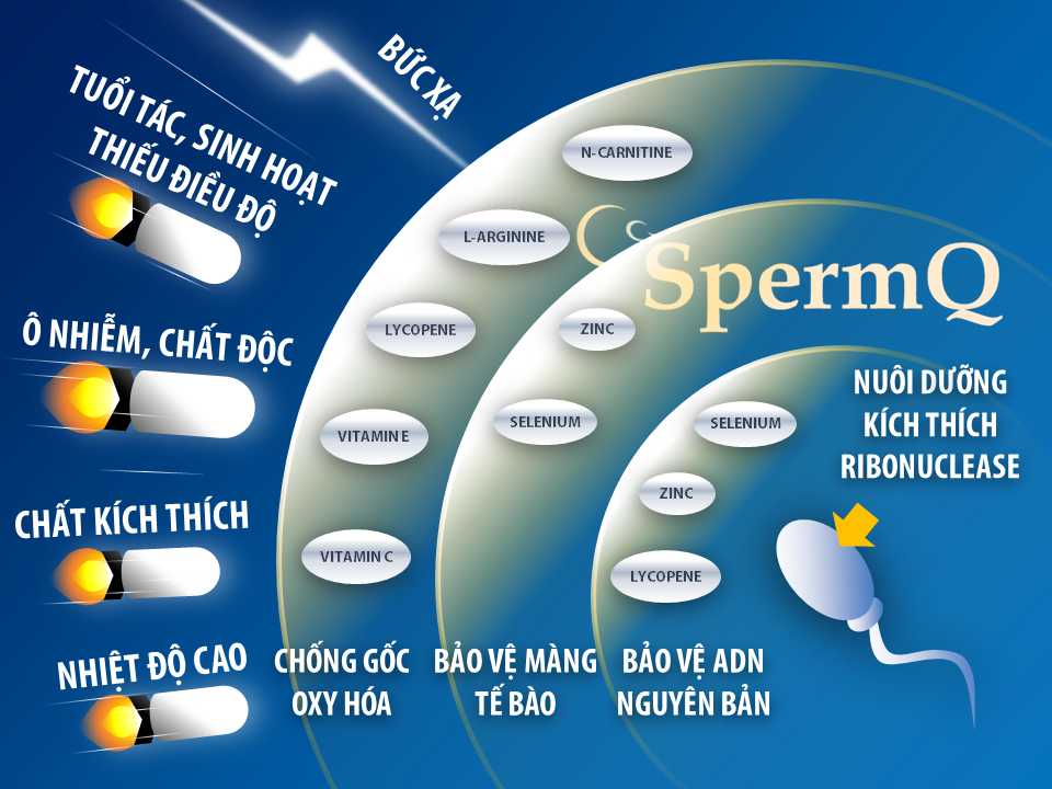 Cơ chế bảo vệ và phát triển tinh trùng toàn diện của SpermQ